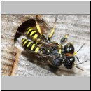 Ectemnius sp Paerchen 01d beim gemeinsamen verlassen der Roehre - flogen auch im Huckepack davon.jpg